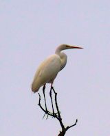 great white Egret