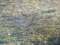 Mixed shoals on the shallows