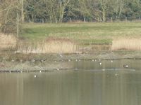 Resident wildfowl