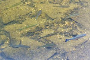 Chublets, dace, roach, perch and barbel.