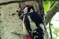 Greater spotted woodpecker at nest hole