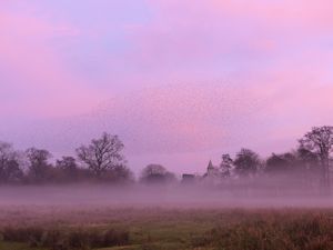 Starlings in the mist
