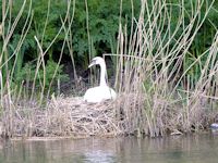 Mute swan nest