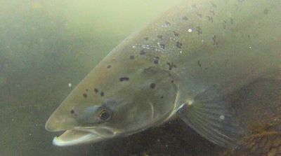 Underwater salmon photo