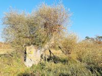 Crack willow pollard