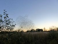 Marsh Harrier chasing starlings