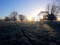 Frosty morning in the park