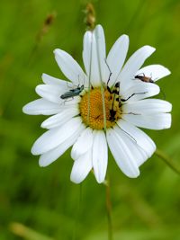 Flower beetles
