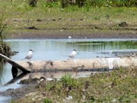 Redshank and Terns