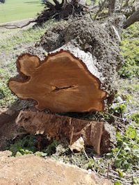 Windblown oak