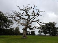 Dead oak