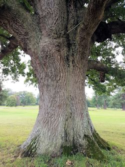 Massive oak