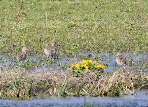 Curlew and Kingcups