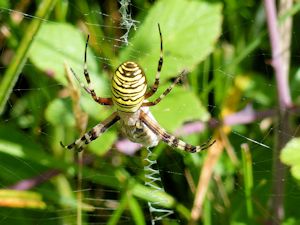 Wasp Spider eat a wasp.