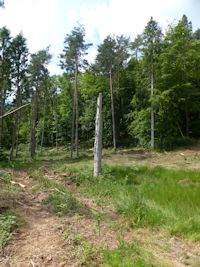 Treecreeper nest site