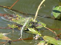 Laying Emperor dragonfly