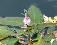 Common Blue and Red-eyed Damsel flies