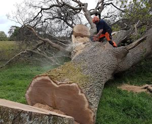 felled wind blown oak