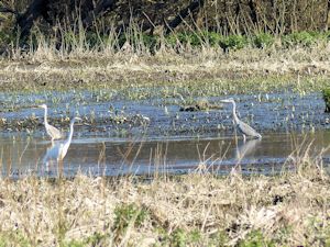 Grey Herons and Great Egret