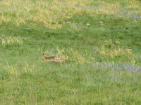 Departing hare