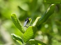 Hawthorn fly