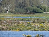 Kingcups and Gadwall