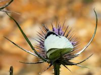 Large White on a teasel