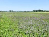 Acres of water mint