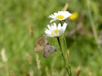 Coupled Meadow Brown