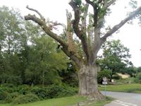 A sick oak