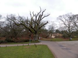 Moylescourt Oak