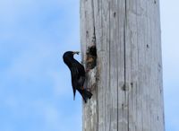 Electricity pole nest