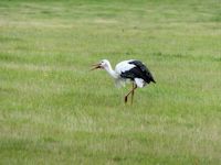 Feeding White Stork