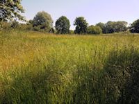 Tall grassland