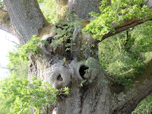 Ancient oak bole
