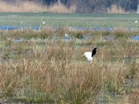 Crow and Great White Egret