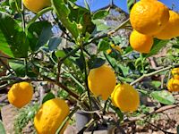 Homegrown lemons