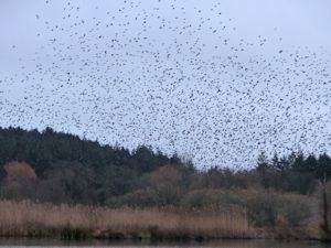Starlings over Mockbeggar