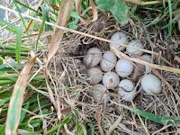 Mallards nest