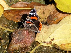 Red Admiral on rotten figs