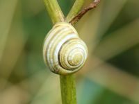 Gawdy snail shells