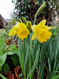 Early daffodils