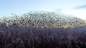 Starlings leaving the roost