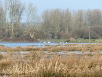 Wildfowl on the North Marsh