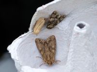 Moth trap results