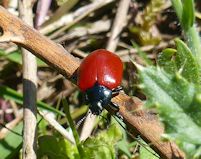 Poplar beetle