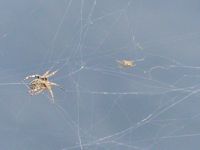 Male and Female Spider