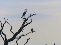 Heron and Peregrine silhouette