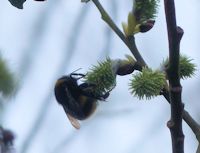 Bumblebee on willow catkins