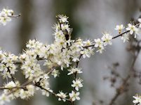 The first of the blackthorn flowers